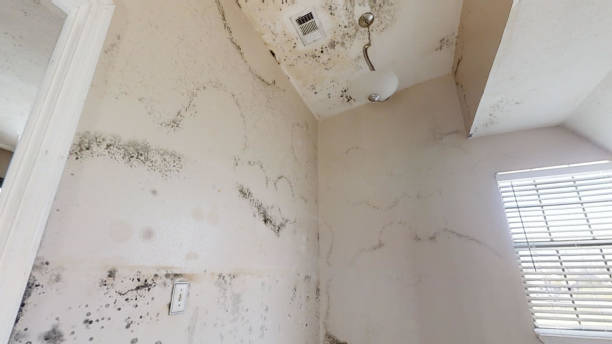 Mold Remediation for Rental Properties